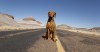 How quickly can your vehicle stop? Five brake warning signs